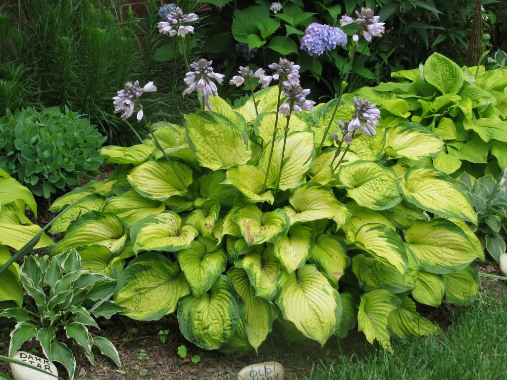 Hosta old glory